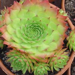 Sempervivum - Dachwurz - Hauswurz